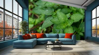 Peppermint Plant Wall mural