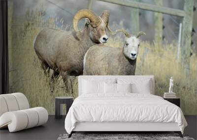 sheep in the mountains Wall mural