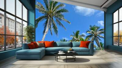 Coconut palm trees against a blue sky background Wall mural