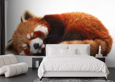 red panda isolated on white background Wall mural