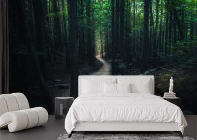 Winding forest trail. Wall mural