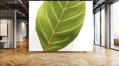 Close-up of a Single Green Leaf with Veins Wall mural