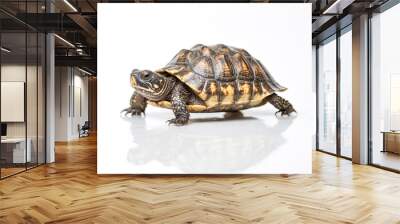 Closeup of a Turtle Walking on White Background Wall mural