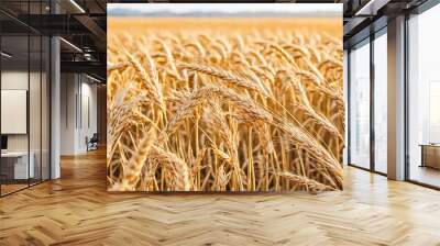 Golden Wheat Field Close-up Wall mural