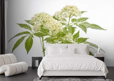 Green plant with white flowers isolated on white background Wall mural