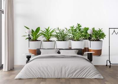 Row of potted plants on white background Wall mural