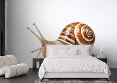 Snail with a spiral shell Wall mural