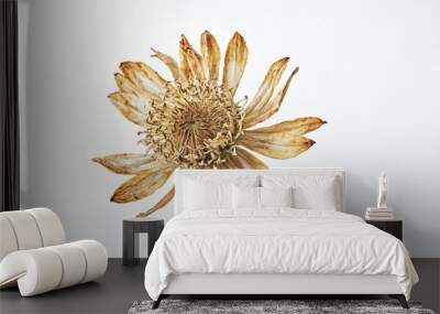 withered flower on white background Wall mural