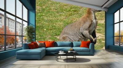 Kangourou wallaby vu de profile Wall mural