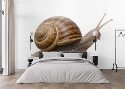 snail isolated on white background Wall mural