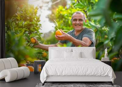 hispanic man harvesting oranges on national orange juice day in florida citrus grove Wall mural