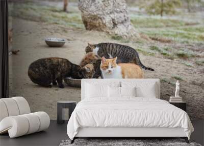 Homeless cats feeding from a bowl on the street Wall mural