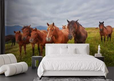 Horses in mountain valley. Beautiful natural landscape Wall mural