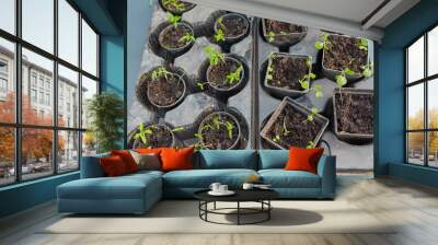 new beginning spring sprouts Wall mural