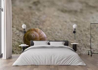 snail on a rock Wall mural