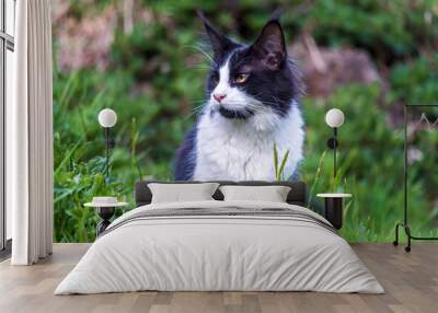 young main coon cat exploring the garden Wall mural