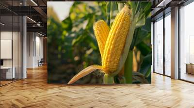 Peeled corn lies on the corn field background. Wall mural