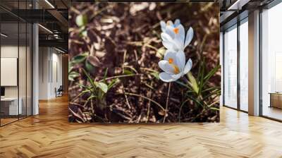 A pair of white flowers with orange centers blooming for the spring weather. Wall mural