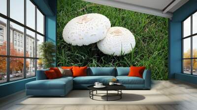 white mushroom on green grass Wall mural