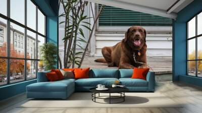 dog on a deck Wall mural