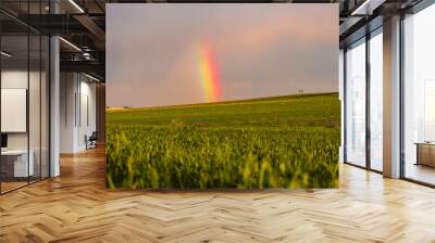 Rainbow over the fields of green wheat, agricultural rural background, green field of grass in the countryside, spring landscape Wall mural