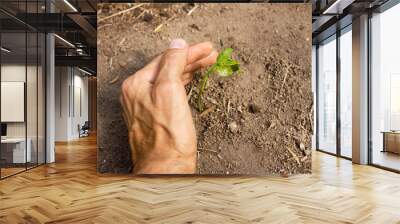 plant growing with hand protection Wall mural