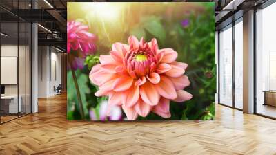 summer greeting card - pink dahlia flowers in the garden Wall mural