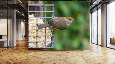 Female Blackcap on feeder Wall mural