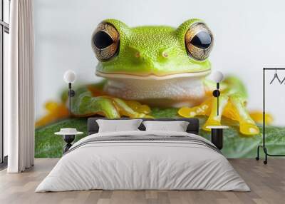 A bright green tree frog with large eyes, sitting on a white background. Wall mural