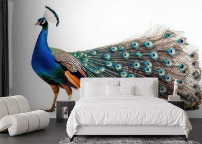 A majestic peacock with its tail feathers fanned out, standing on a white background. Wall mural