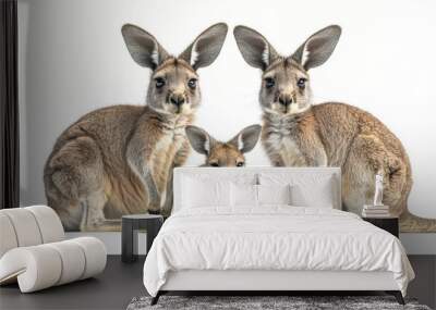 Full view of a kangaroo and its joey on a smooth white background, emphasizing their relationship Wall mural