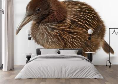 A kiwi bird on a white background isolated  Wall mural