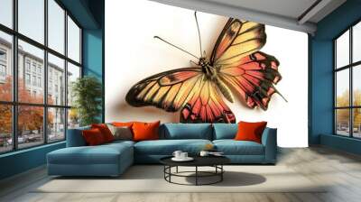 Butterfly isolated on white background  Wall mural