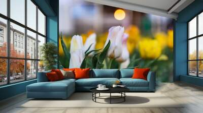 Vibrant and Colorful tulips on a spring sunset Wall mural