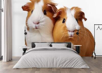  two guinea pig isolated on transparent background Wall mural