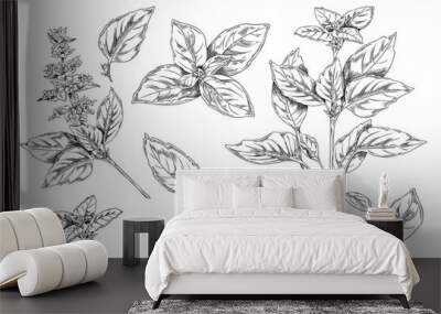 Basil botanical set of ink sketch style vector illustrations isolated on white. Wall mural