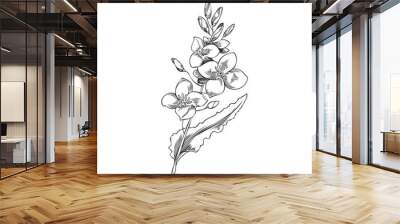 Flowering canola branch, illustration isolated on white background. Wall mural