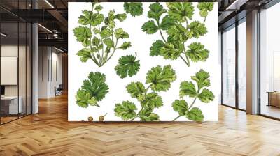 Set of green branches, coriander leaves, botanical vector illustration on white background. Wall mural