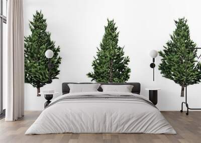 Set of Christmas Scotch Pine trees - isolated on a white background Wall mural