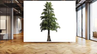 Western red Cedar tree - separated on white background Wall mural