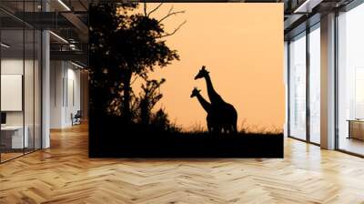 Silhouettes of two giraffes at sunset; Murchison Falls National park, Uganda Wall mural