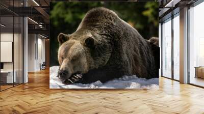 sleeping grizzly bear on snowbank Wall mural