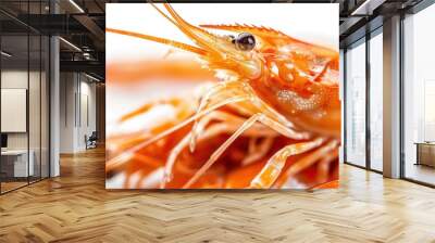 Close-up of a cooked shrimp with a white background showing the details of its shell, legs, and eye. Wall mural