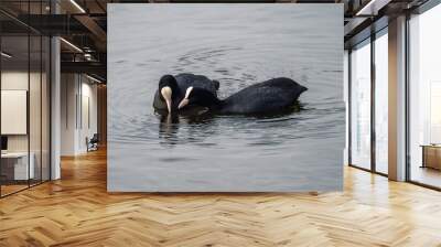 Adult Eurasian coot (Fulica atra) in spring water they agree on something with each other. Pair adult birds communicate together. Two Eurasian coot in love. Concept of the International Day of Birds. Wall mural