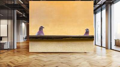 Two funny pigeons on a roofing, yellow wall background, free space for text Wall mural