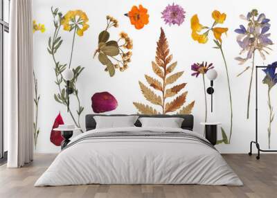 Herbarium dried flowers isolated on a white background Wall mural