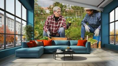 Multiracial senior women having fun together during harvest period in the garden Wall mural