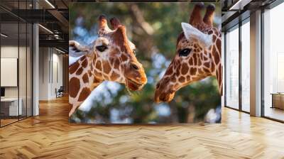 Defocused background of Masai family giraffes eat dry hay. Selective focus of Giraffa camelopardalis reticulata against beautiful blurred nature background. Close up of two giraffe chewing greenery Wall mural