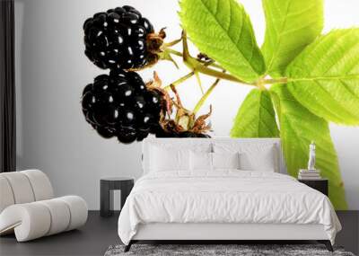 Blackberry on a white background top view of a flat style summer fresh berries Wall mural