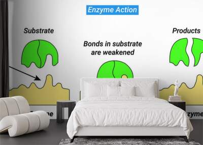 An enzyme attracts substrates to its active site, catalyzes the chemical reaction by which products are formed. Wall mural